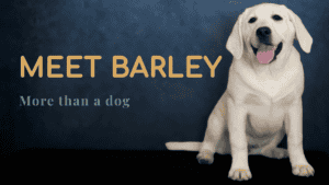 White English Labrador puppy sitting against a dark background with text that says “Meet Barley: More than a dog”