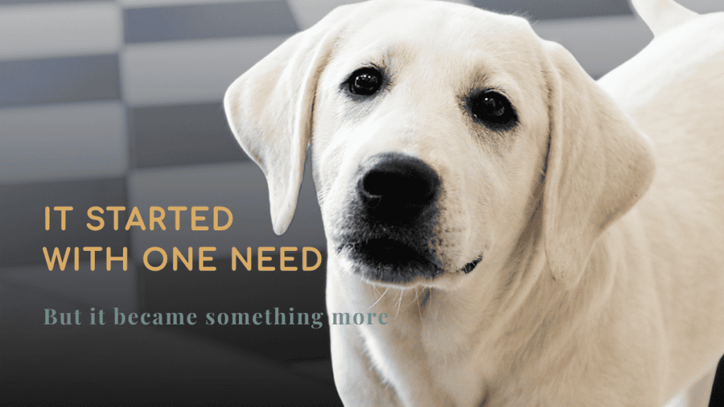 Close-up of a white English Labrador dog looking at the camera with text that says “It started with Service dog journey story with Barley training but it became something more”