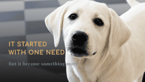 Close-up of a white English Labrador dog looking at the camera with text that says “It started with Service dog journey story with Barley training but it became something more”