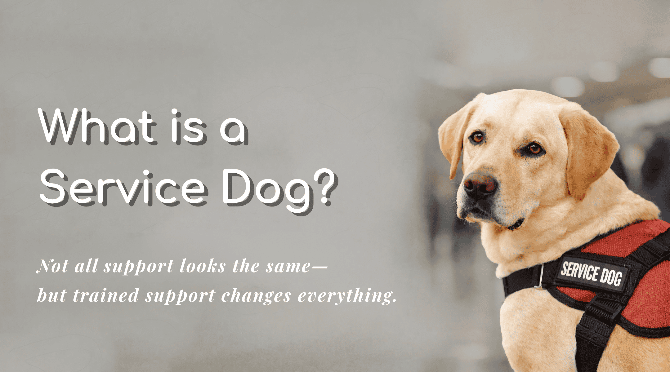 Labrador service dog wearing a harness with "Service Dog" label.